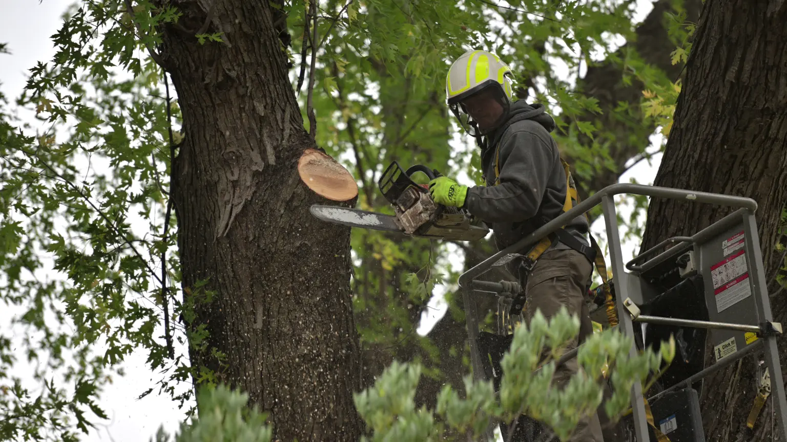 Professional tree removal service with chainsaw - Safe tree cutting in Des Moines Iowa
