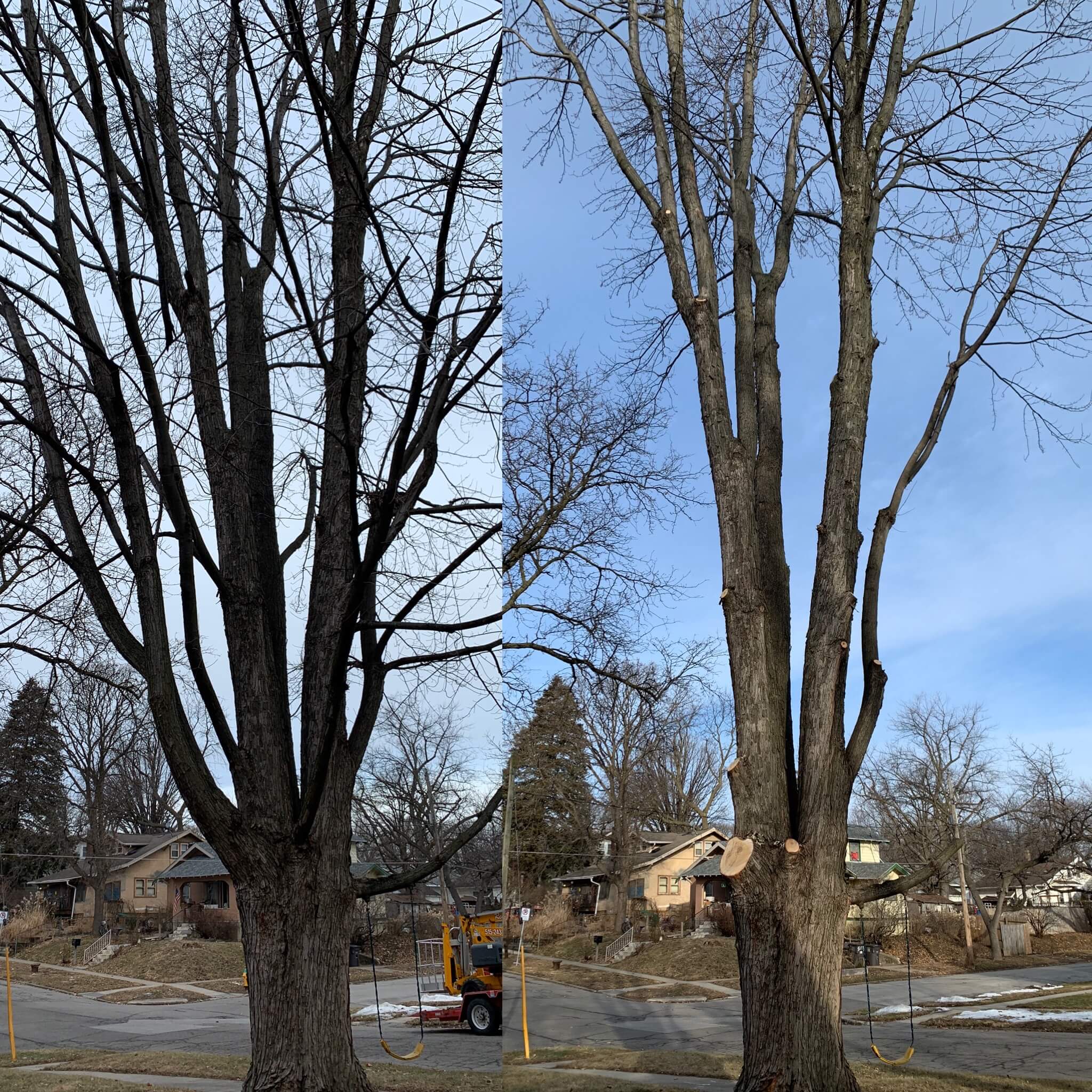 Expert tree trimming and pruning service in Pleasant Hill - Healthy tree maintenance by certified arborists