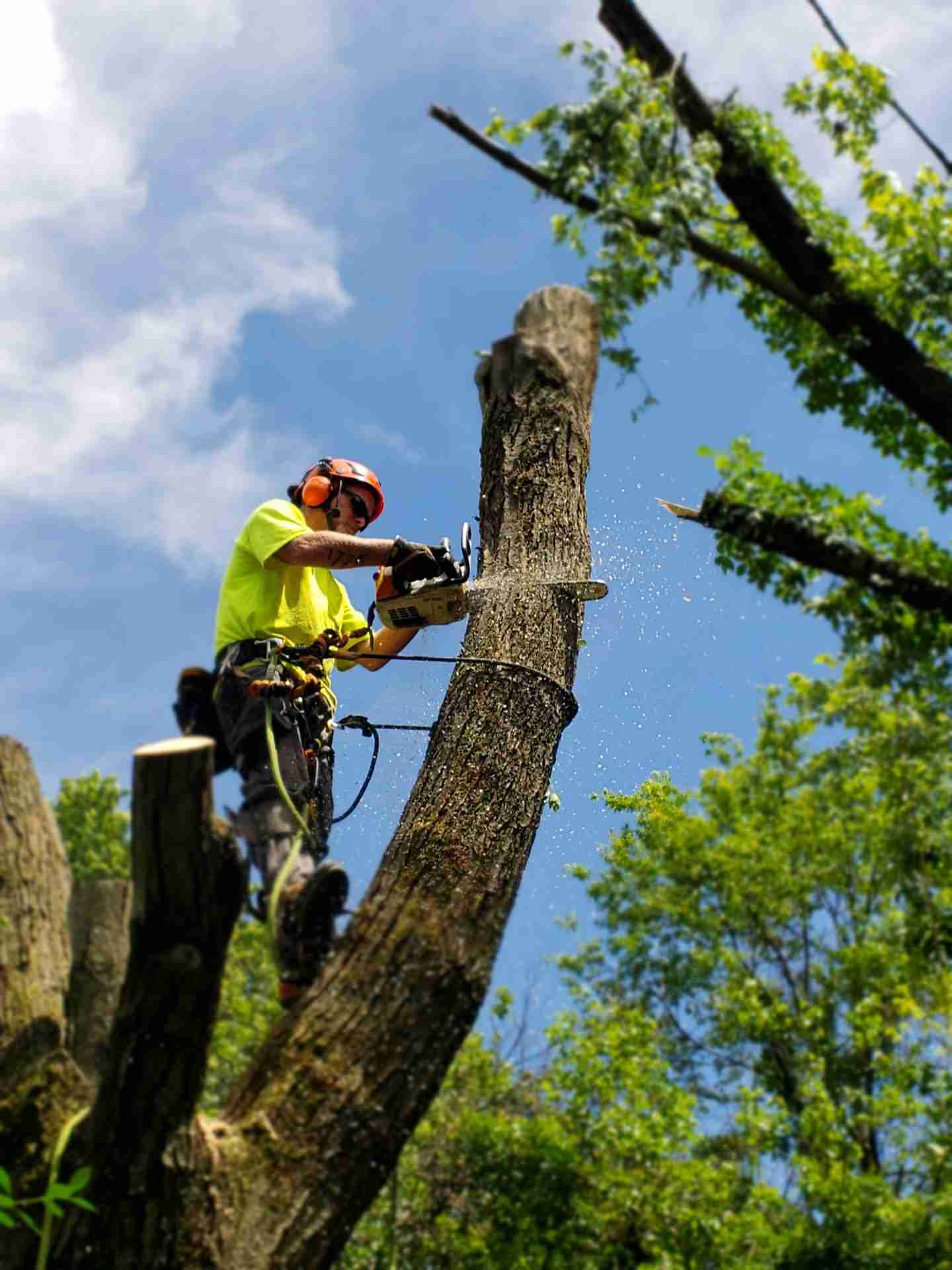 Certified arborist expertly using chainsaw for safe tree removal service in Des Moines