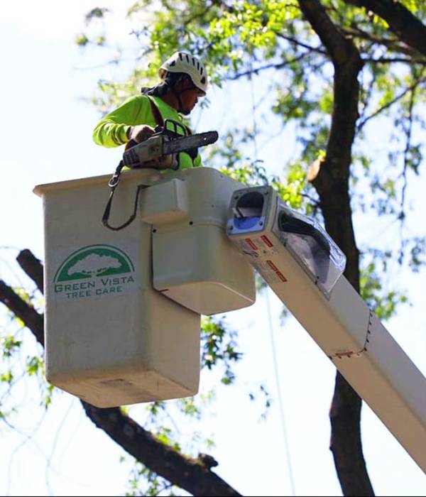Licensed tree care specialist in bucket lift performing precision tree trimming and pruning